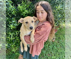 Trixie - Female Labrador Retriever-Unknown Mix Dog for Adoption - Photo #8