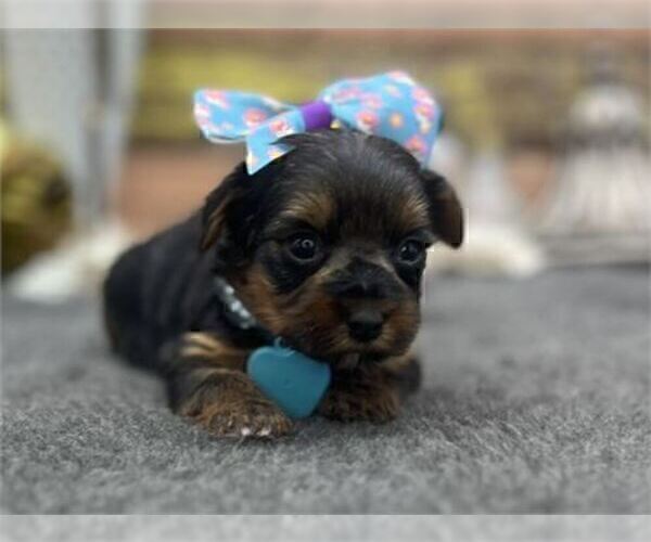 Medium Photo #13 Yorkshire Terrier Puppy For Sale in HOUSTON, TX, USA