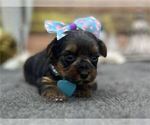 Small #12 Yorkshire Terrier