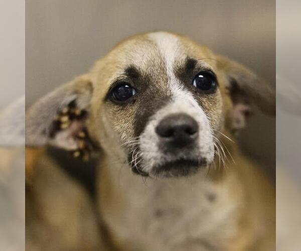 Medium Photo #1 Mutt Puppy For Sale in San Antonio, TX, USA