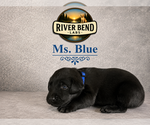 Puppy Ms Blue Labrador Retriever