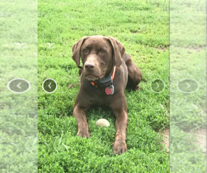 Father of the Labrador Retriever puppies born on 04/21/2025