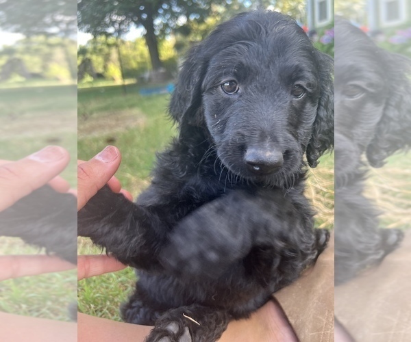 Medium Photo #3 Goldendoodle-Poodle (Standard) Mix Puppy For Sale in SILOAM SPRINGS, AR, USA