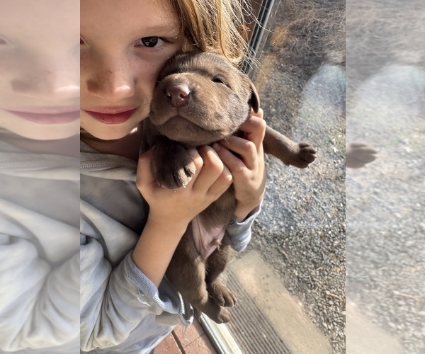 Medium Photo #1 Labrador Retriever Puppy For Sale in WEAVERVILLE, NC, USA