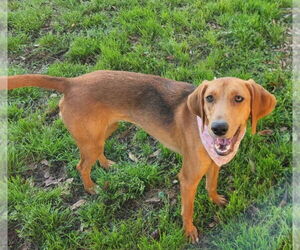 Mutt Dogs for adoption in Oakhurst, NJ, USA
