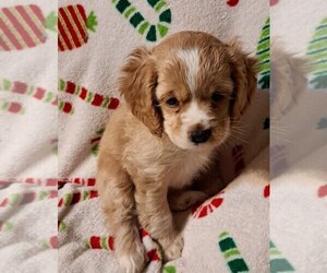 Cockapoo Puppy for sale in GLADEWATER, TX, USA