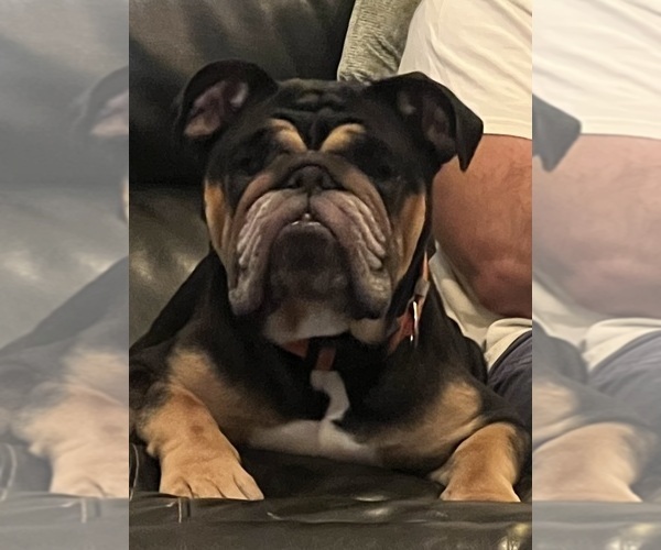 Medium Photo #1 English Bulldog Puppy For Sale in FAYETTEVILLE, NC, USA