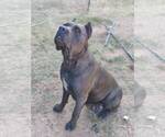 Small Photo #1 Cane Corso Puppy For Sale in AVONDALE, AZ, USA