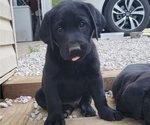 Small Photo #3 Labrador Retriever Puppy For Sale in HARRISON, AR, USA