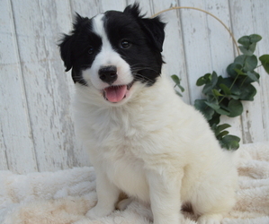American Eskimo Dog-German Shepherd Dog Mix Puppy for sale in HONEY BROOK, PA, USA
