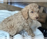 Small #11 Aussiedoodle-Poodle (Standard) Mix