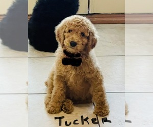 Poodle (Standard) Puppy for sale in TULSA, OK, USA