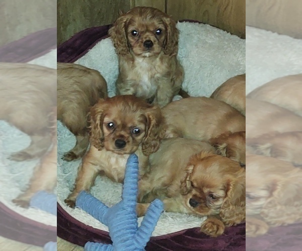 Medium Photo #4 Cavalier King Charles Spaniel Puppy For Sale in PORT ORCHARD, WA, USA
