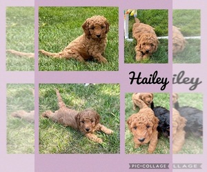 Goldendoodle (Miniature) Puppy for sale in ALGOMA, WI, USA