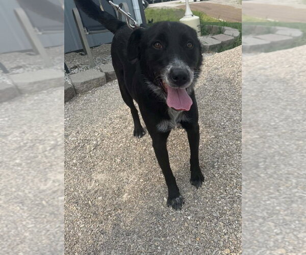 Medium Photo #3 Border Collie-Unknown Mix Puppy For Sale in Evansville, IN, USA