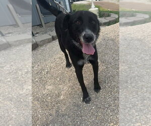 Tahlia - Female Border Collie-Unknown Mix Dog for Adoption - Photo #3