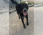 Small #2 Border Collie Mix