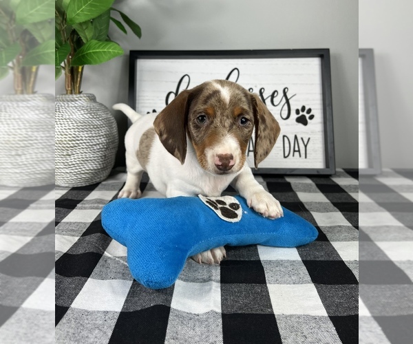 Medium Photo #3 Dachshund Puppy For Sale in FRANKLIN, IN, USA