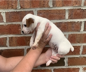 Jack Russell Terrier Puppy for sale in ASHEBORO, NC, USA