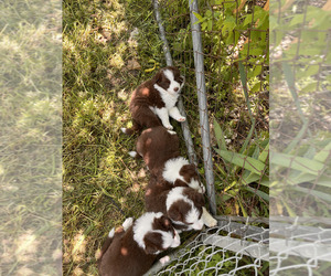 Border Collie Puppy for Sale in DENISON, Texas USA