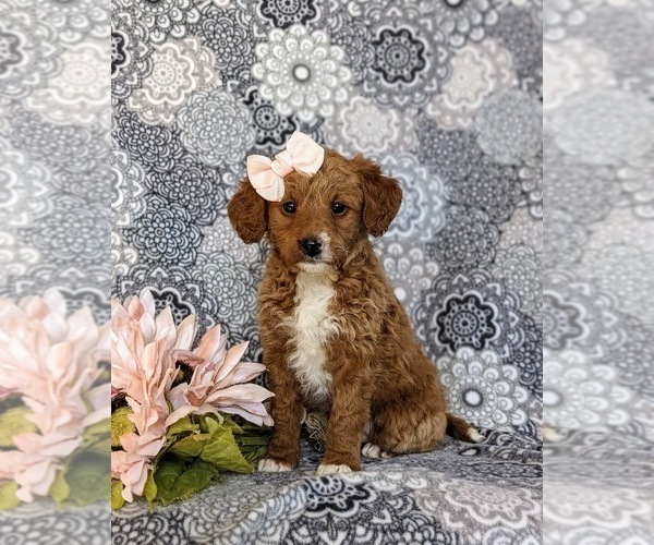 Medium Photo #2 Miniature Labradoodle Puppy For Sale in QUARRYVILLE, PA, USA