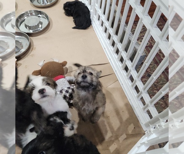 Medium Photo #3 Shorkie Tzu-Zuchon Mix Puppy For Sale in COWARD, SC, USA
