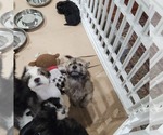 Small Photo #19 Shorkie Tzu-Zuchon Mix Puppy For Sale in COWARD, SC, USA