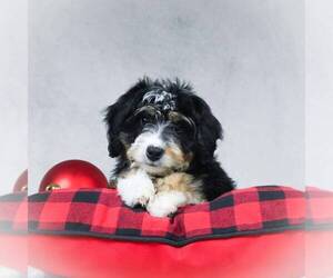 Bernedoodle-Poodle (Miniature) Mix Puppy for sale in DALTON, OH, USA