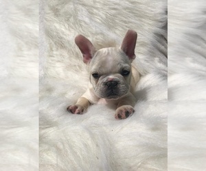 French Bulldog Puppy for sale in FORT LAUDERDALE, FL, USA