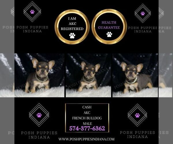 Medium Photo #3 French Bulldog Puppy For Sale in WARSAW, IN, USA