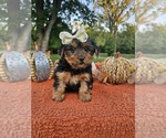Small #1 Yorkshire Terrier