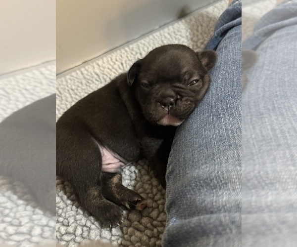 Medium Photo #24 French Bulldog Puppy For Sale in BIG RAPIDS, MI, USA