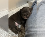Small #1 French Bulldog