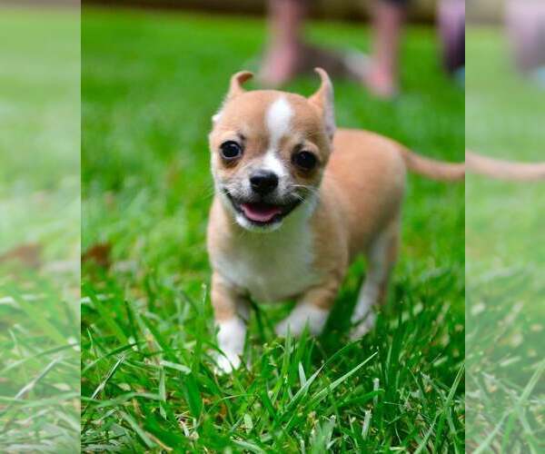 Medium Photo #4 Chihuahua Puppy For Sale in KERNERSVILLE, NC, USA