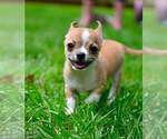Small #3 Chihuahua