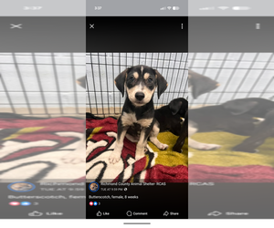 Labrador Retriever-Unknown Mix Dogs for adoption in garner, NC, USA