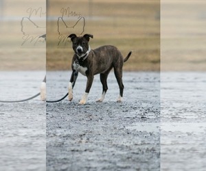 Mutt Dogs for adoption in Rustburg, VA, USA