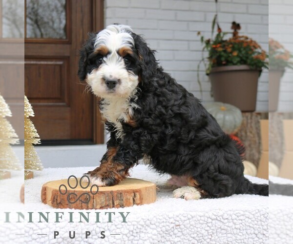 Medium Photo #2 Bernedoodle (Miniature) Puppy For Sale in NARVON, PA, USA