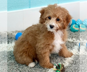 Cavapoo Puppy for sale in PHILADELPHIA, PA, USA
