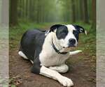 Small #8 American Bulldog-Great Dane Mix