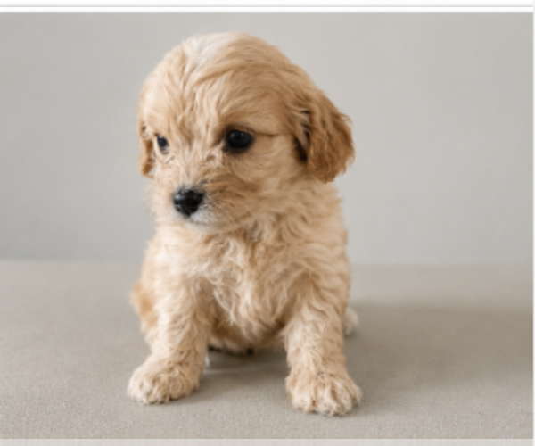 Medium Photo #3 Cavapoo (Miniature) Puppy For Sale in NILES, MI, USA