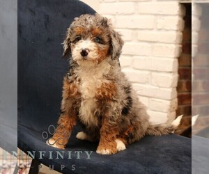 Bernedoodle (Miniature) Puppy for sale in NARVON, PA, USA