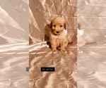 Small Photo #29 Goldendoodle Puppy For Sale in WEST PLAINS, MO, USA