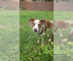 Small Australian Shepherd Mix