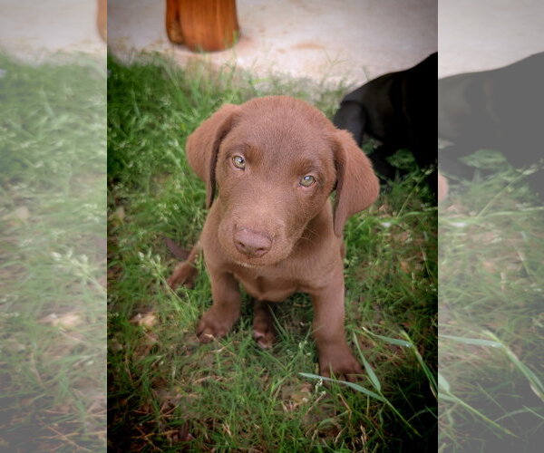 Medium Photo #1 Labrador Retriever-Unknown Mix Puppy For Sale in Fort Worth, TX, USA