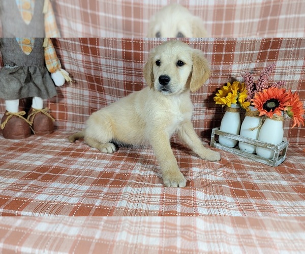 Medium Photo #2 Golden Retriever Puppy For Sale in FALCON, CO, USA