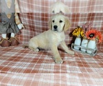 Small Photo #59 Golden Retriever Puppy For Sale in FALCON, CO, USA