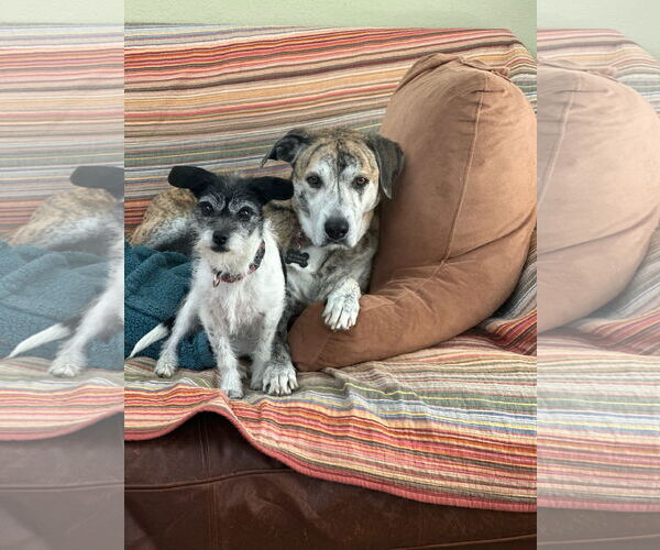 Medium Photo #2 Chihuahua Puppy For Sale in Chandler, AZ, USA