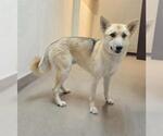 Small German Shepherd Dog-Siberian Husky Mix