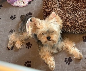 Yorkshire Terrier Puppy for sale in ROANOKE, VA, USA